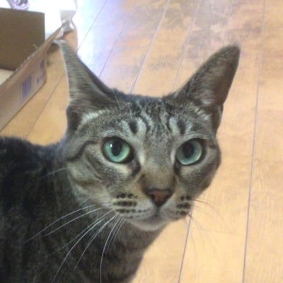 Web系バックエンド志望27卒 カッコいい大人になりたい GitHub: https://t.co/xWjKuEFGDx 趣味:読書(技術書) MBTI:INTJ-A マシュマロ: https://t.co/DgZ2sFOaLh 読書メーター:https://t.co/vgvSDMW65J