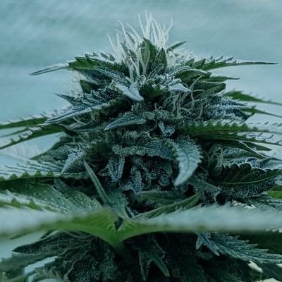 Sharing interests including music, art, reading, gardening. Legal cannabis grower. Preserving seeds for myself & trade nothing for sale. Free for new growers.