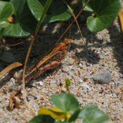 YCGhl5USYLzMCCi's profile picture. 福島大学食農学類所属　
虫屋の一方で、様々な生き物を知りたいので動植物何でも手を出している。
最近は海浜性昆虫や海岸動物を集めている。古生物もやっぱり好き。