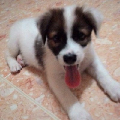 diaratia's profile picture. Love Lost Live...