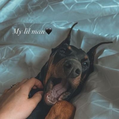 🐶🐾🐾🔞😈