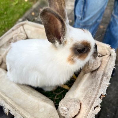 Radioactive_Ink's profile picture. hello I’m blink