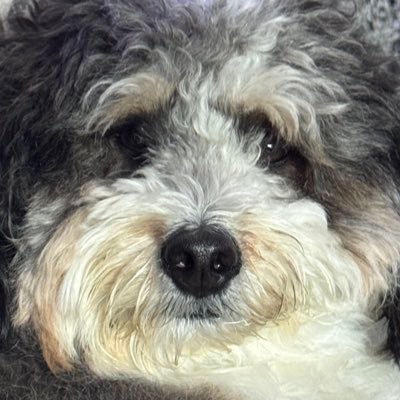 mason_mcDaniels's profile picture. MAGADoodle, conspiracy realist, Q+ 2028. NCSWIC