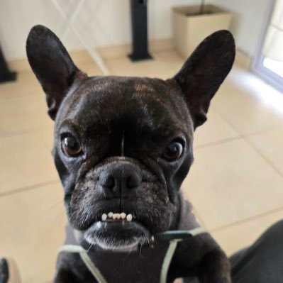 ignaciobianc's profile picture. 