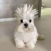 Chabi (@chabilibobs) 's Twitter Profile