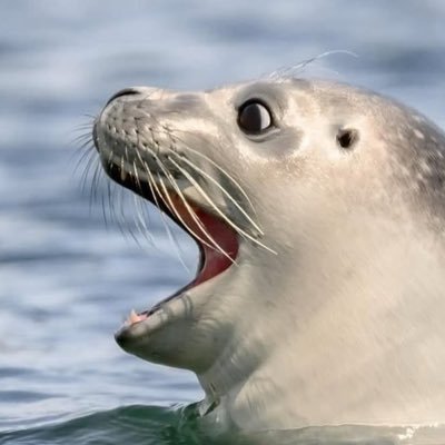 holybingle's profile picture. eredi, she/her | free everyone who deserves it | I like seals and one piece and roblox slop | into ut/dr and seals