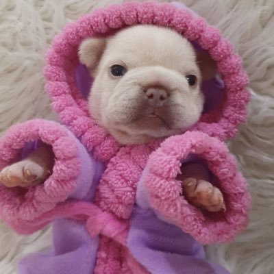 novieveetee's profile picture. @novieVT spam account :-) yo soy pibble