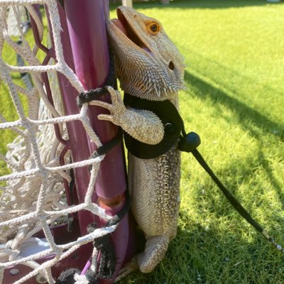 MoSerenaLi's profile picture. 