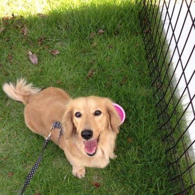 marmisp's profile picture. 趣味は愛犬とまったり U๑′ᴗ‵) ♡(˘⌣˘ ॢ) enjoy the little things ♡笑門来福♢金継ぎ