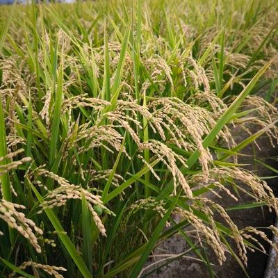 V16oEzBiOeaZ07Y's profile picture. 京女落研3回生犬好き。特に柴犬。目指せフォロワー100万人。今日から図々しくなります。大阪市。
喜彩のnote  https://t.co/lVFMmuCYkW
京女落研HP https://t.co/PDYwd8mN9m