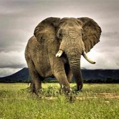 PGDayMumbai's profile picture. Postgres User Group Mumbai