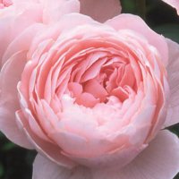 Rosy Days 🌹 (@rosy_days_88) 's Twitter Profile Photo