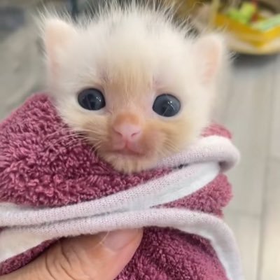 @poopeaterKR