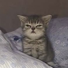 MeriFieldingSet's profile picture. CyberSec | Dev