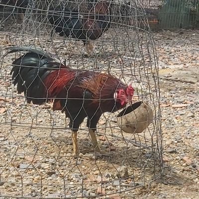 SON76108's profile picture. Everything in life takes time to become...