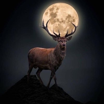 stoicisme's profile picture. 