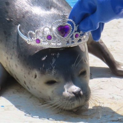 paladinofnigh's profile picture. i 🩷 seals