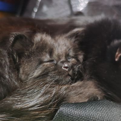 nekodango123's profile picture. 