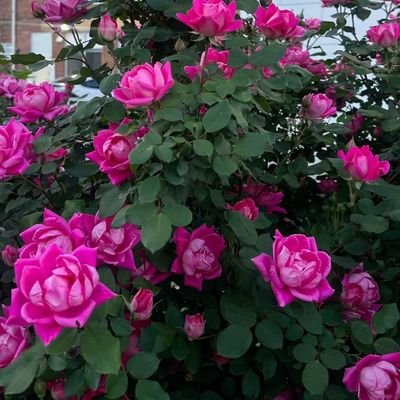 Lisa01556289682's profile picture. 規律とは、気が進まない時でも必要なことを行うことです。ここに来るのは初めてなので、無言フォローで申し訳ありません。