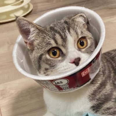 pin2zi's profile picture. 20↑┋⚠︎絵はFA元のご本人様のみご利用下さい┋ﾏｼﾏﾛ→https://t.co/QqD2fFPeEb