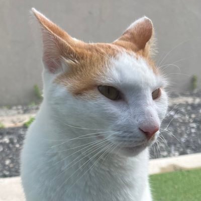 M9sQa9nLHf32426's profile picture. #立憲民主党は要らない／存在自体が無価値な売国左翼連中は可哀想な人なんで笑ってあげましょう／無断フォロー失礼いたします