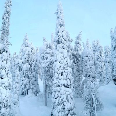 FinnishHODLer's profile picture. 