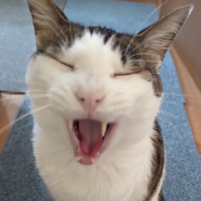 猫🐈・アニメ・パチンコパチスロ🎰温泉旅行♨️釣り🎣車🚗酒🍶や食べる事やAIイラストが大好きです、猫は保護団体から3猫🐈引き取り一緒に生活してます、DMお断りします❌不審なアカウントやエロや副業や投資や政党応援アカウントはフォローしません🙅🏻Xは楽しく使って楽しみます😊