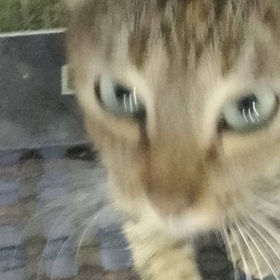 pietrozwifue's profile picture. pax optima rerum