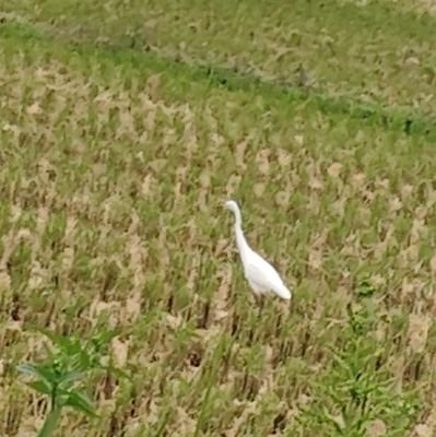 NOMLsm3kZV67679's profile picture. 