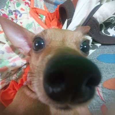 diguedjoi's profile picture. ando de bike, jogo bskt e procrastino pra krl