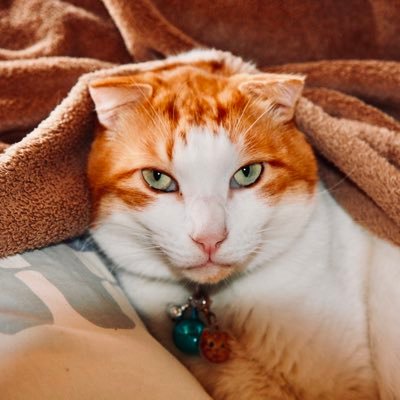 oyakata34's profile picture. 知り合い以外フォロバは✖︎ アーモンドアイ、レーベンスティール、パッシングスルー、ベレヌス、スルーセブンシーズ、フェブランシェに出資。 G 1・9勝、G２・3勝、G3・5勝、SIII2勝、JpnIII 1勝、凱旋門賞4着、シルク、キャロット、ノルマンで一口。推し馬カブラヤオー、ハワイアンイメージ。投稿マニアで渋谷生まれ