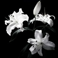 𝐒𝐓𝐀𝐘 𝐀𝐋𝐈𝐕𝐄 𝐓𝐎𝐃𝐀𝐘 ꕤ ﾉﾞ (@statyalive) 's Twitter Profile