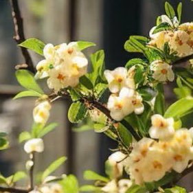 🍵 Tách trà đắng hay ngọt không quan trọng. Quan trọng là đừng đắng mãi. Phải có đắng có ngọt mới là trà ngon 🍃