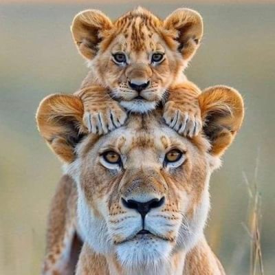 Yo soy la bruja de mi propio cuento y no dejaré que príncipes, reyes, ni lobos, vengan a jodermela. La hoguera la enciendo yo.
ستيلا وأندريس..
الأم والابن