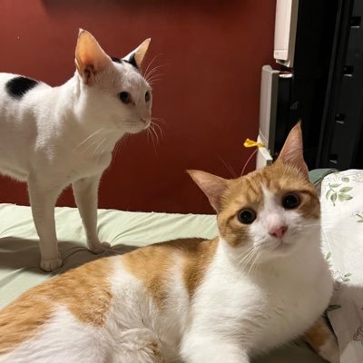 seesigrice's profile picture. in a constant daze