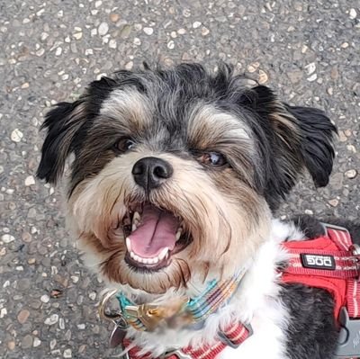 Malteser/Yorkie
*08.10.2021.
Flitzeflausch
Neffe von @Amyauf3Beinen. Fussel von @StreunerTiffany. Enkelhund von @aucheinwunder.
Nervsack von @kopfvollknete