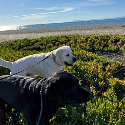 Patriotic Commentator, Enthusiastic Traveler, Outdoorsman ,The more people I meet the more I like my dog.