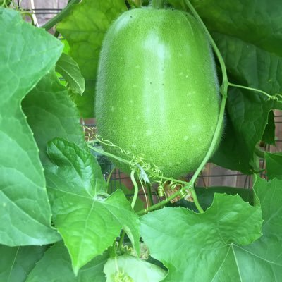 LiMckinneyTX's profile picture. 