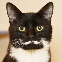 Houdini (@houdini791) 's Twitter Profile