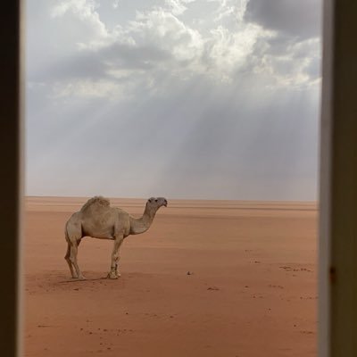 اكفخ بجنحان السعد لا تدرّا .. فالعمر ما ياقاه كثر المداري