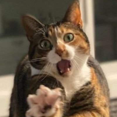 The judgy kitty will see you now.
Ocassionally unhinged, consistently annoying.
Meowers🏳️🌈
🍉🍉🍉
#FreePalestine #FuckIsrael