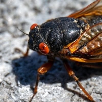 Robot Birds,insect,mecha,robots n Toku Enthusiast,i like to collect and draw robots,19,Adhdtistic,#1 cicada autist https://t.co/caQTmKlMIY
