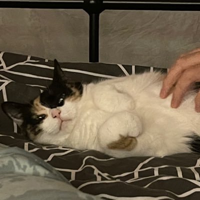 Gym, fun and cats. Нашла коробку котят, пытаюсь их хорошо пристроить в Сербии