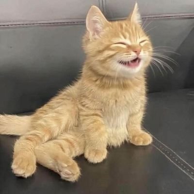 lunabreezee's profile picture. 