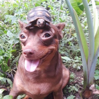 guikalel's profile picture. Existe o jogador De bruyne e existe eu, De Bruna 🌹