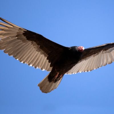 Vulture_stocks's profile picture. Looking for opportunities in the markets