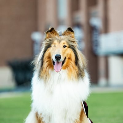 The official account of Reveille X, the First Lady of @TAMU! Follow me on Instagram: https://t.co/XXjgTuATBF