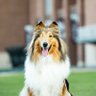 reveille's profile picture. The official account of Reveille X, the First Lady of @TAMU! Follow me on Instagram: https://t.co/XXjgTuATBF