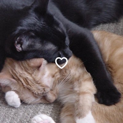 Fragmentsbyhp's profile picture. Love, love, love | Tempus fugit | Per aspera ad astra