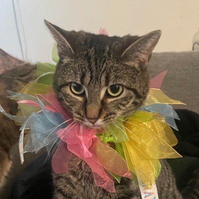 lifeofanopal's profile picture. i like music | seeing halsey 11.4.25, yungblud 5.1.26, 5sos 6.11.26, louis tomlinson 7.16.26, 5sos 7.29.26